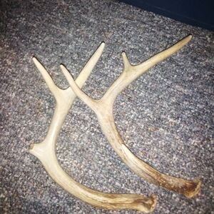White Tail Deer Antlers Naturally Shed